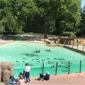 Penguin Beach - ZSL - June 1 2011 - Panorama via Photoshop