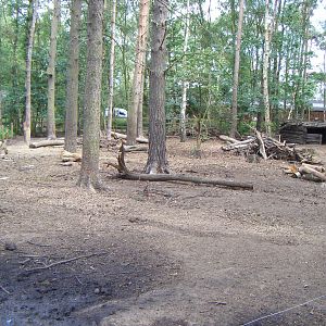 Red River Hog enclosure