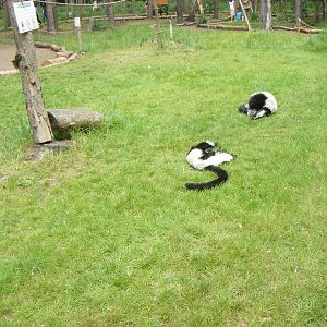 Black & white ruffed lemur