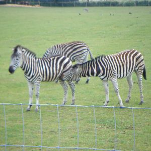 Chapmans Zebra
