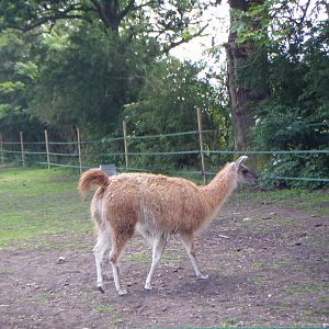 Guanaco