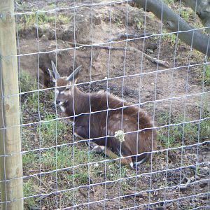Young male Sitatunga
