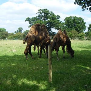 Bactrian camels
