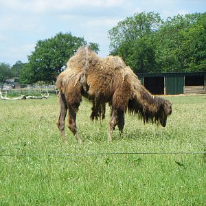 Bactrian camel