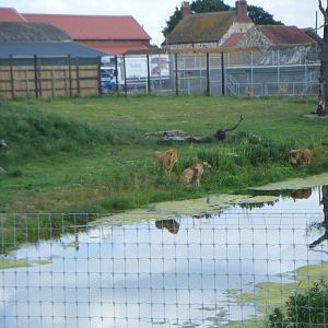 Male lions going down to drink