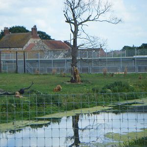 Lion using natural scratching post