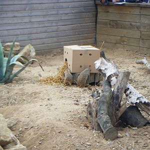 Meerkat enrichment