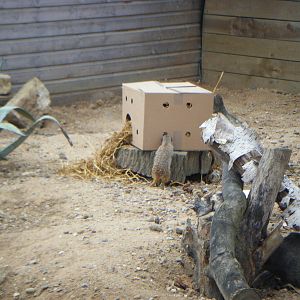 Meerkat enrichment