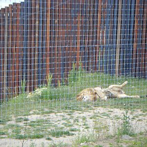 Relaxed lion