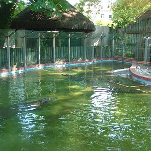 McCrocodile Exhibit at Lisbon Zoo, 24/05/11