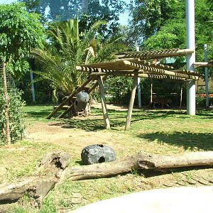 Sumatran Tiger Exhibit at Lisbon Zoo, 24/05/11