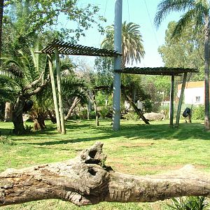 Amur Tiger at Lisbon Zoo, 24/05/11