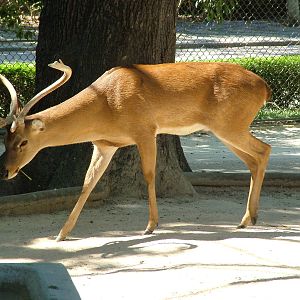 Burmese Brow-antlered Deer at Lisbon Zoo, 24/05/11