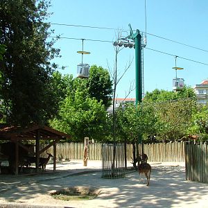 Deer Paddock at Lisbon Zoo, 24/05/11