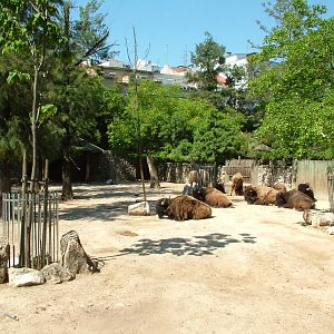 American Bison Paddock at Lisbon Zoo, 24/05/11