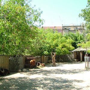 Congo Buffalo Paddock at Lisbon Zoo, 24/05/11