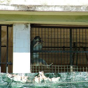Green Monkey at Lisbon Zoo, 24/05/11
