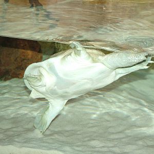 Florida Soft-shelled Turtle at Lisbon Zoo, 24/05/11
