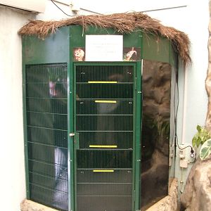 Sugar Glider Exhibit at Lisbon Zoo, 24/05/11