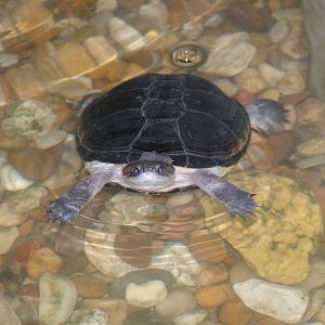 Adanson's Mud Turtle at Lisbon Zoo, 24/05/11