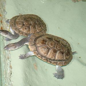 Roti Island Snake-necked Turtles at Lisbon Zoo, 24/05/11