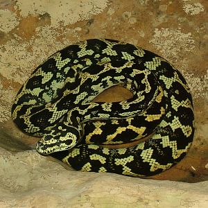 Jungle Carpet Python at Lisbon Zoo, 24/05/11