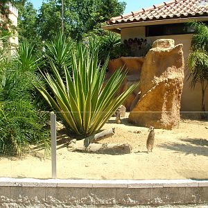 Meerkat Exhibit at Lisbon Zoo, 24/05/11