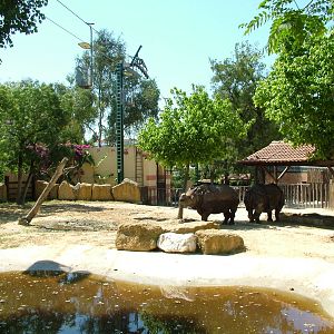 Indian Rhino Paddock at Lisbon Zoo, 24/05/11