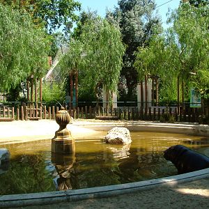 Pygmy Hippo Exhibit at Lisbon Zoo, 24/05/11