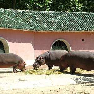 Common Hippos at Lisbon Zoo, 24/05/11
