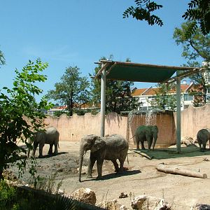 African Elephant Paddock 1 at Lisbon Zoo, 24/05/11