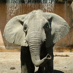 African Bush Elephant at Lisbon Zoo, 24/05/11