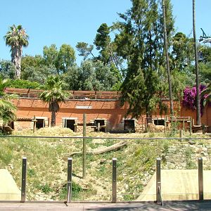 Lion Exhibit at Lisbon Zoo, 24/05/11
