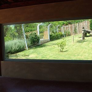 Cheetah Viewing at Lisbon Zoo, 24/05/11