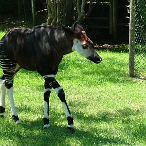 Juvenile Okapi at Lisbon Zoo, 24/05/11