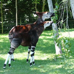 Adult and Young Okapi at Lisbon Zoo, 24/05/11