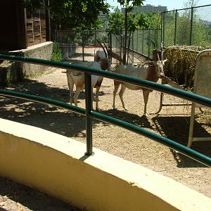 Scimitar-horned Oryx at Lisbon Zoo, 24/05/11