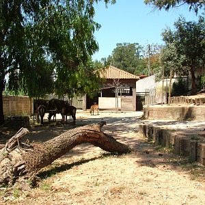 Sable Antelope Paddock at Lisbon Zoo, 24/05/11