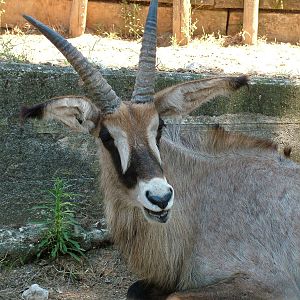 Roan Antelope at Lisbon Zoo, 24/05/11