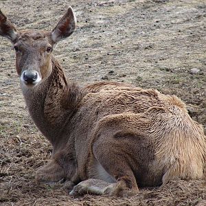 Cervus albirostris / White-lipped deer (female), 04-04-2010.