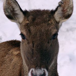 Cervus albirostris / White-lipped deer (female), 07-03-2010