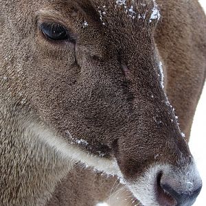 Cervus albirostris / White-lipped deer (female), 07-03-2010
