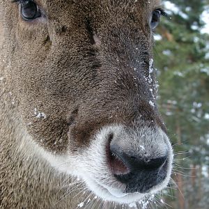 Cervus albirostris / White-lipped deer (female), 07-03-2010