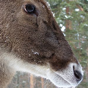 Cervus albirostris / White-lipped deer (female), 07-03-2010