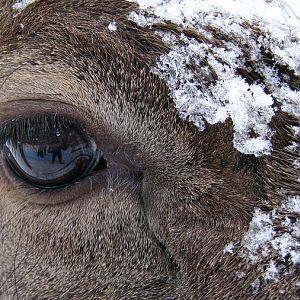 Cervus albirostris / White-lipped deer (eye), 13-02-2010