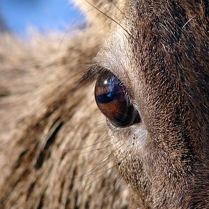 Cervus albirostris / White-lipped deer (eye), 20-03-2011