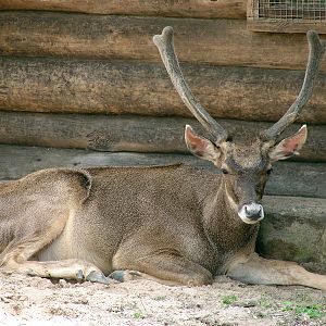 Cervus albirostris / White-lipped deer (male), 07-08-2010