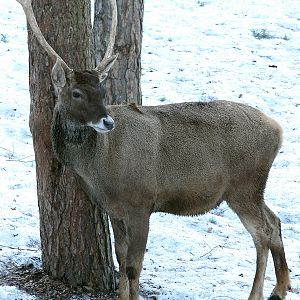 Cervus albirostris / White-lipped deer (male), 20-03-2011