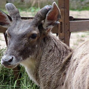 Cervus albirostris / White-lipped deer (male), 24-06-2010