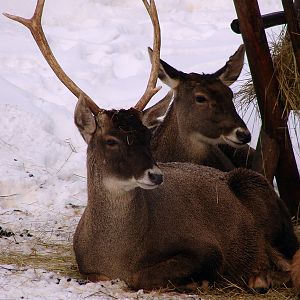 Cervus albirostris / White-lipped deer (male and female), 26-12-2010
